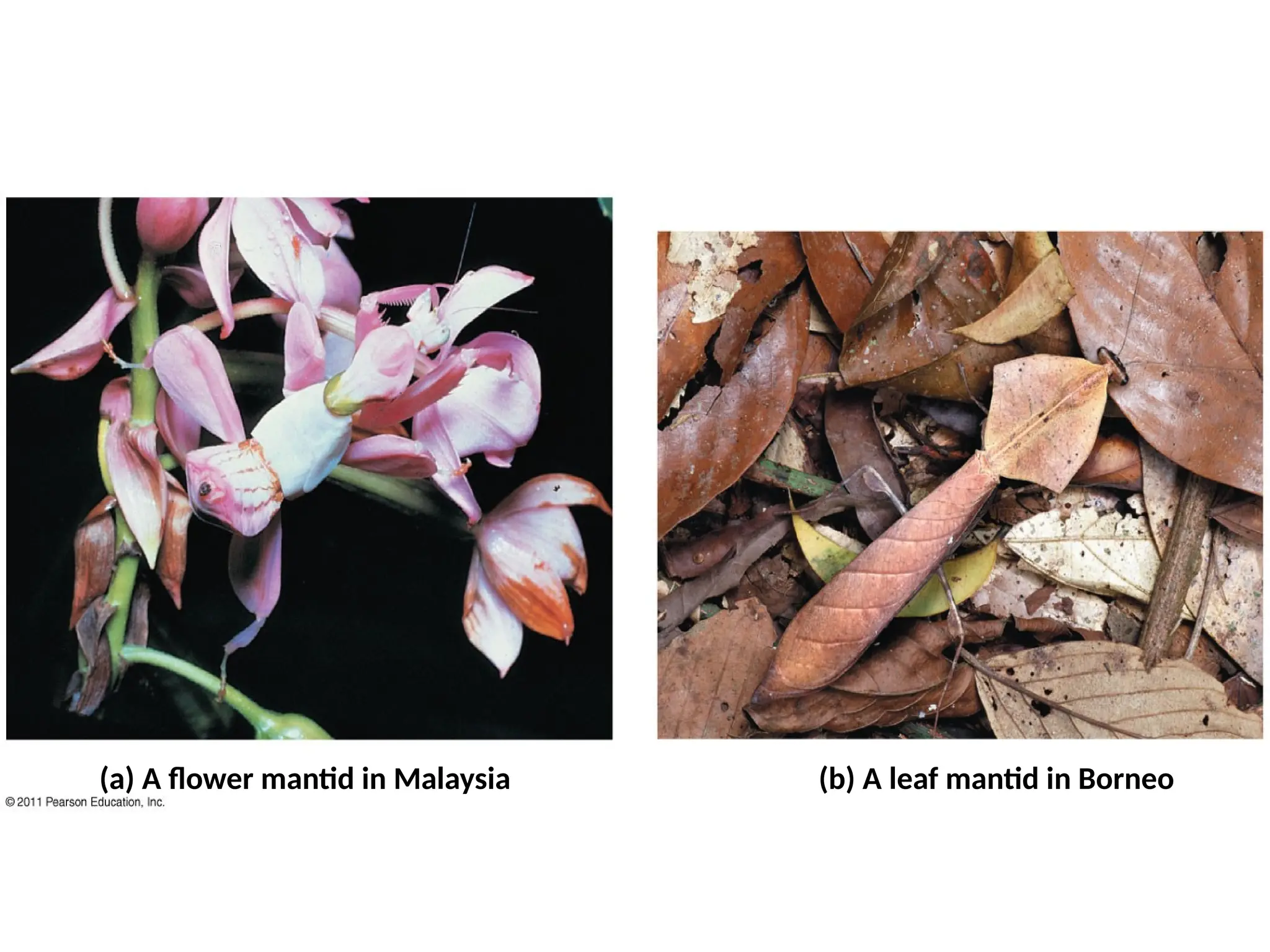 (a) A flower mantid in Malaysia (b) A leaf mantid in Borneo
 