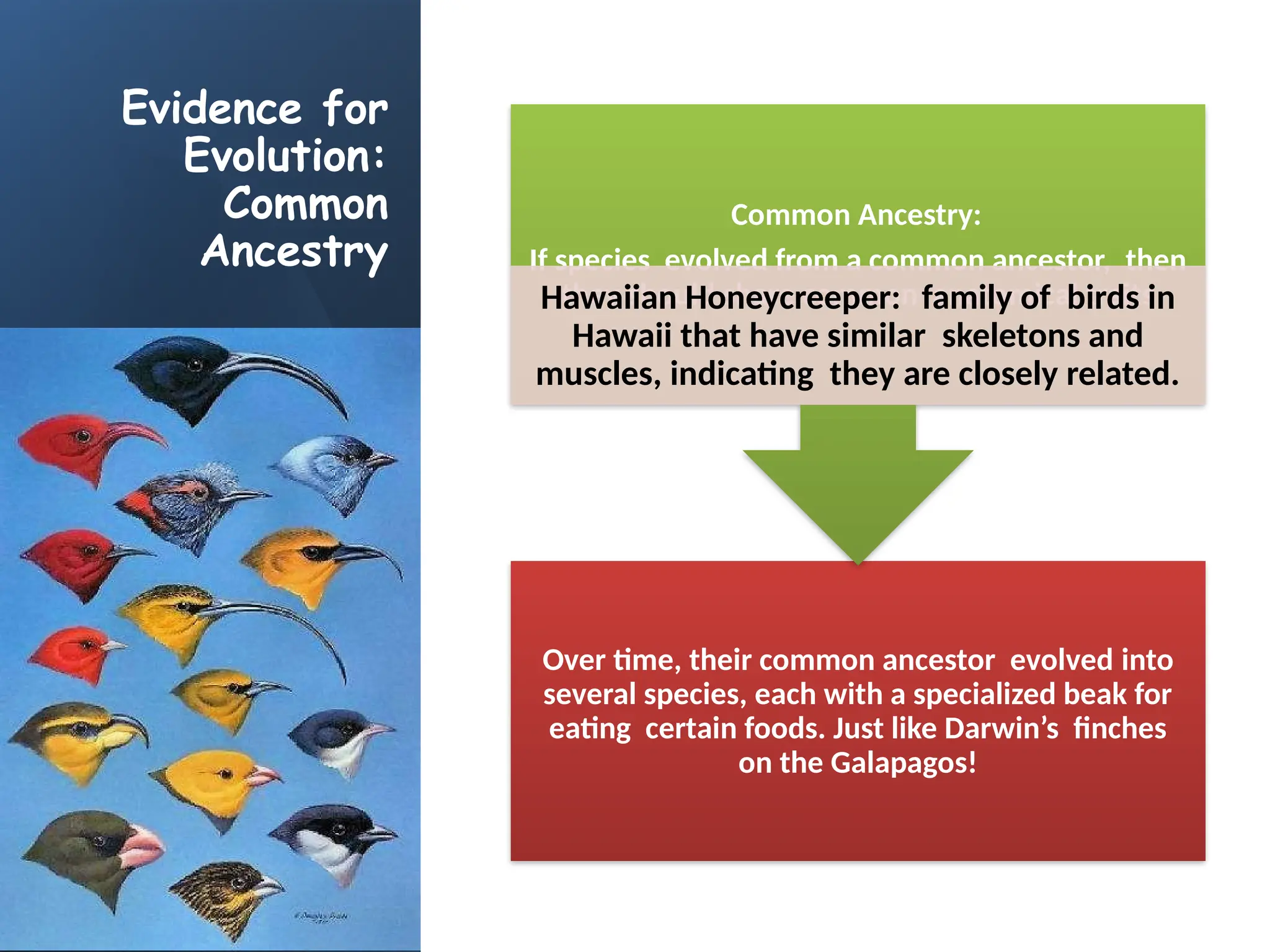 Evidence for
Evolution:
Common
Ancestry
Over time, their common ancestor evolved into
several species, each with a specialized beak for
eating certain foods. Just like Darwin’s finches
on the Galapagos!
Common Ancestry:
If species evolved from a common ancestor, then
they should share common anatomical traits
Hawaiian Honeycreeper: family of birds in
Hawaii that have similar skeletons and
muscles, indicating they are closely related.
 