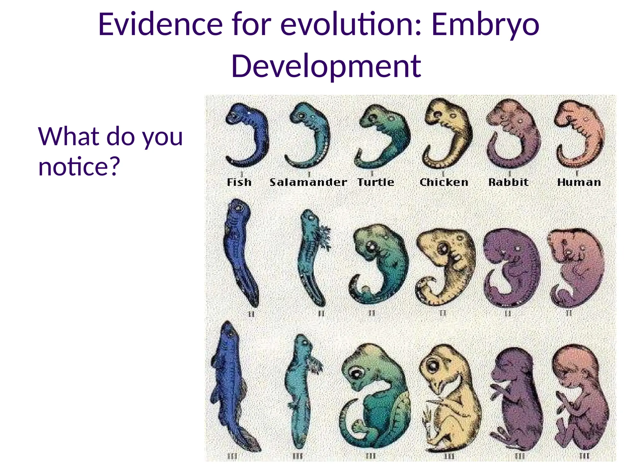 Evidence for evolution: Embryo
Development
What do you
notice?
 