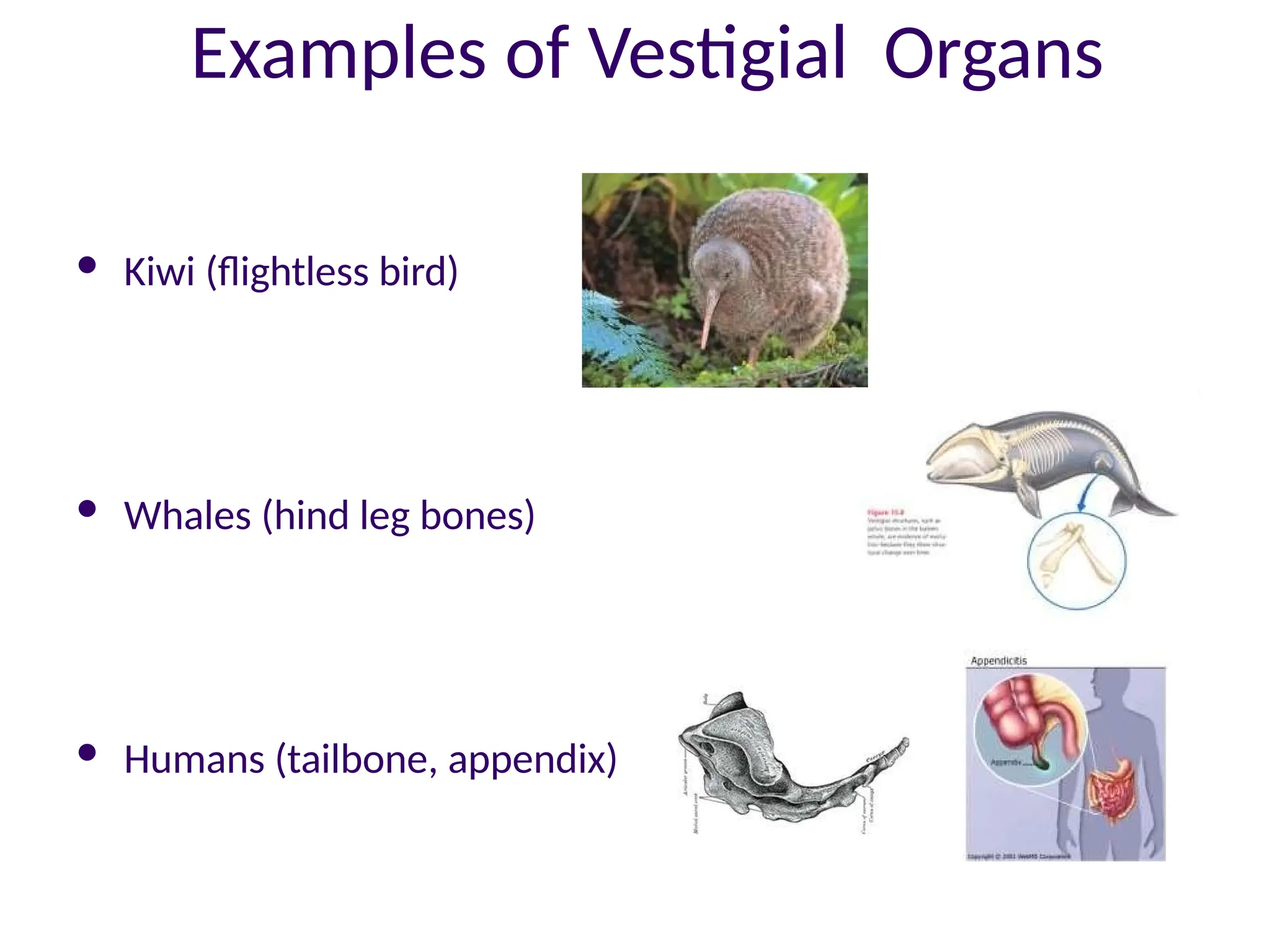 Examples of Vestigial Organs
 Kiwi (flightless bird)
 Whales (hind leg bones)
 Humans (tailbone, appendix)
 