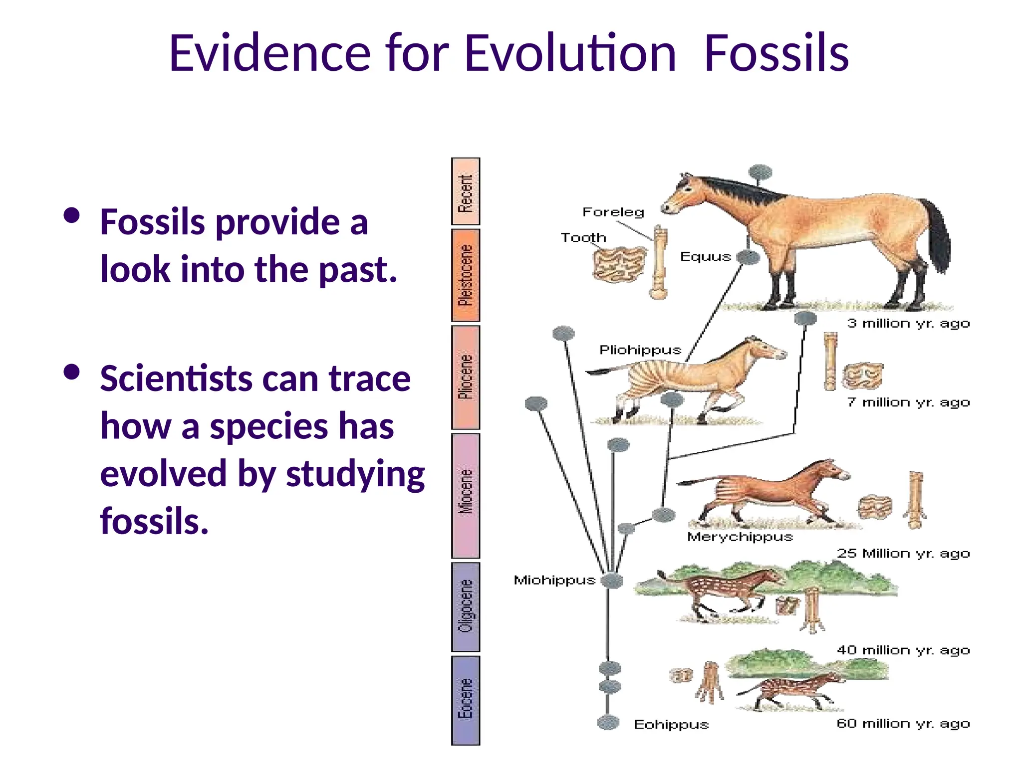 Evidence for Evolution Fossils
 Fossils provide a
look into the past.
 Scientists can trace
how a species has
evolved by studying
fossils.
 