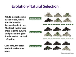 Theory of Evolution (fundamental principles) | PPTX
