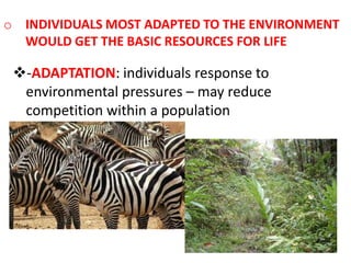 o INDIVIDUALS MOST ADAPTED TO THE ENVIRONMENT
  WOULD GET THE BASIC RESOURCES FOR LIFE

 -ADAPTATION: individuals response to
  environmental pressures – may reduce
  competition within a population
 