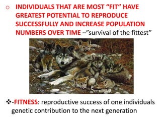 o INDIVIDUALS THAT ARE MOST “FIT” HAVE
  GREATEST POTENTIAL TO REPRODUCE
  SUCCESSFULLY AND INCREASE POPULATION
  NUMBERS OVER TIME –”survival of the fittest”




-FITNESS: reproductive success of one individuals
 genetic contribution to the next generation
 