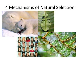 4 Mechanisms of Natural Selection
 