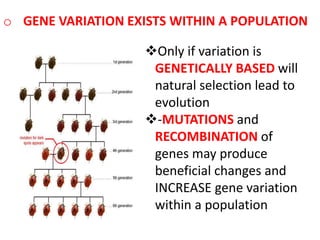 o GENE VARIATION EXISTS WITHIN A POPULATION

                    Only if variation is
                     GENETICALLY BASED will
                     natural selection lead to
                     evolution
                    -MUTATIONS and
                     RECOMBINATION of
                     genes may produce
                     beneficial changes and
                     INCREASE gene variation
                     within a population
 