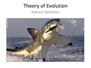 Theory of Evolution
   Natural Selection
 