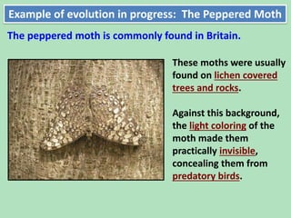 Theory of evolution power point | PPTX