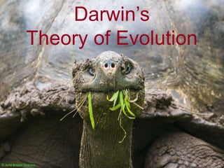 Darwin’s
Theory of Evolution
© Amy Brown Science
 
