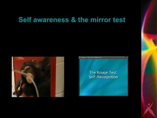 Self awareness & the mirror test 