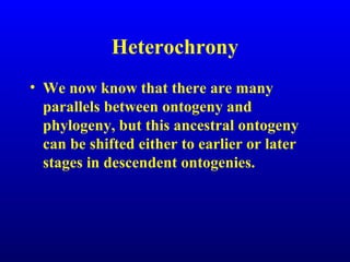 Heterochrony
• We now know that there are many
parallels between ontogeny and
phylogeny, but this ancestral ontogeny
can be shifted either to earlier or later
stages in descendent ontogenies.
 