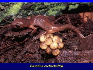 Ensatina eschscholtzii
 