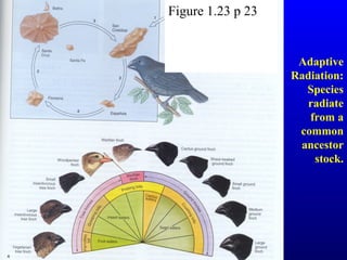 Adaptive
Radiation:
Species
radiate
from a
common
ancestor
stock.
Figure 1.23 p 23
 
