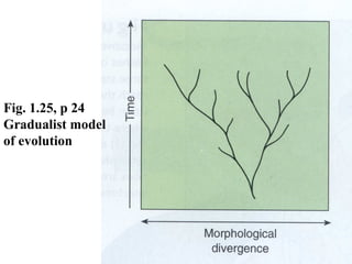 Fig. 1.25, p 24
Gradualist model
of evolution
 