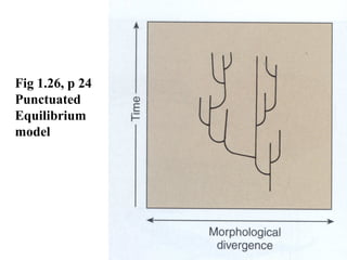 Fig 1.26, p 24
Punctuated
Equilibrium
model
 