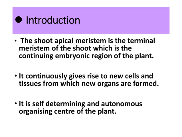 Theory of shoot apical meristem | PPTX | Gardening | Home & Garden