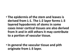 • The epidermis of the stem and leaves is
derived from L-1. The L-2 layer forms L-3
layered hypodermic of stems in some
cases inner cortical tissues are also derived
from it and in still others it may contribute
to a portion of vascular tissue.
• In general the vascular tissue and pith
originate from L-3 layer.
 