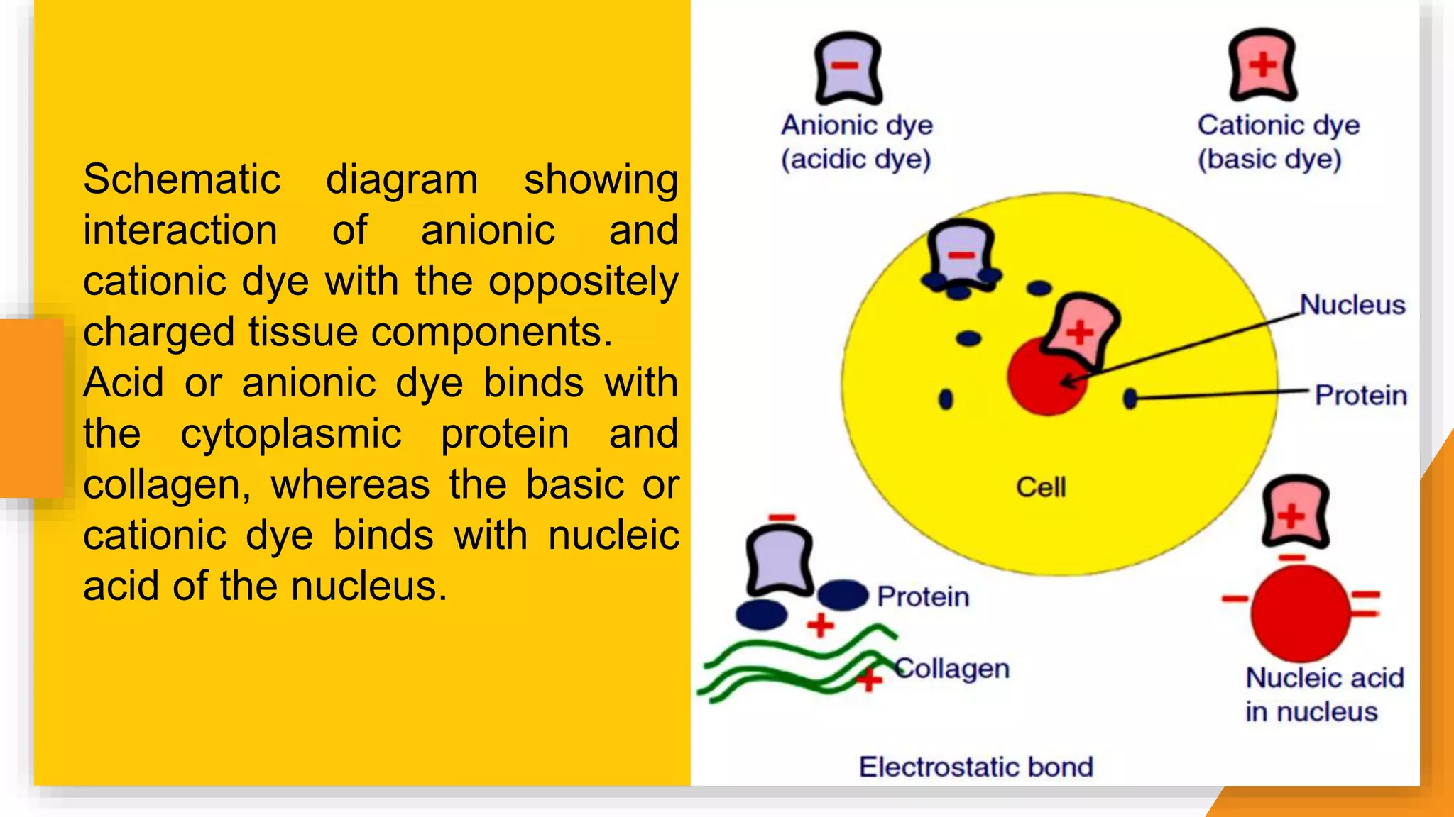Schematic diagram showing
interaction of anionic and
cationic dye with the oppositely
charged tissue components.
Acid or anionic dye binds with
the cytoplasmic protein and
collagen, whereas the basic or
cationic dye binds with nucleic
acid of the nucleus.
 