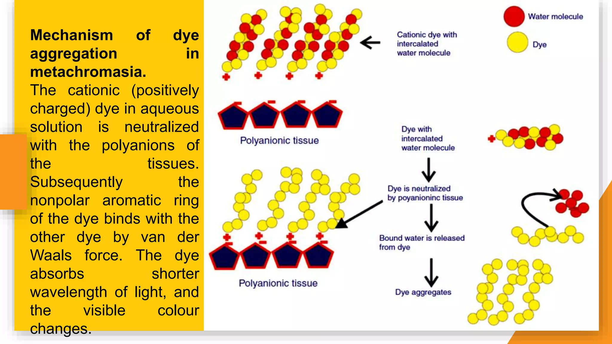 Mechanism of dye
aggregation in
metachromasia.
The cationic (positively
charged) dye in aqueous
solution is neutralized
with the polyanions of
the tissues.
Subsequently the
nonpolar aromatic ring
of the dye binds with the
other dye by van der
Waals force. The dye
absorbs shorter
wavelength of light, and
the visible colour
changes.
 