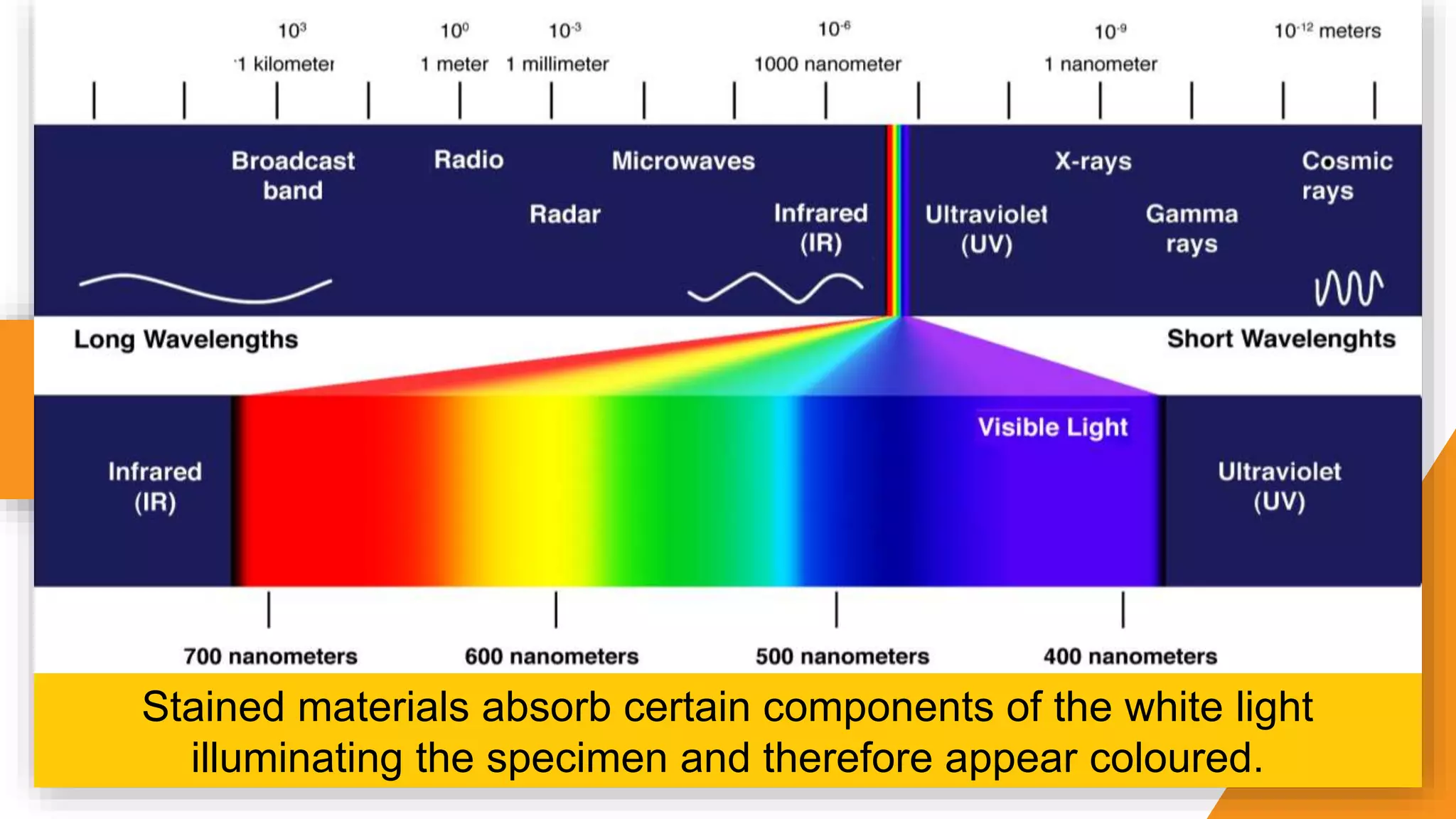 Stained materials absorb certain components of the white light
illuminating the specimen and therefore appear coloured.
 