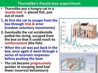 thorndike experiment