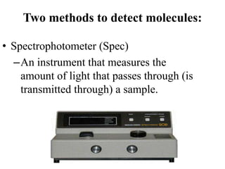 Two methods to detect molecules:
• Spectrophotometer (Spec)
–An instrument that measures the
amount of light that passes through (is
transmitted through) a sample.
 