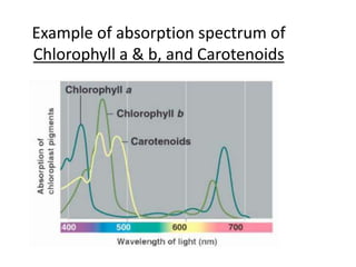 Example of absorption spectrum of
Chlorophyll a & b, and Carotenoids
 