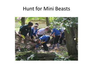 Hunt for Mini Beasts 
 