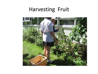 Harvesting Fruit 
 