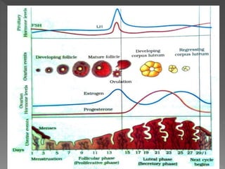 The ovarian cycle | PPTX