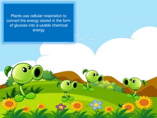 Plants use cellular respiration to
convert the energy stored in the form
of glucose into a usable chemical
energy
 