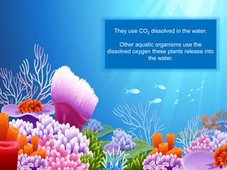 They use CO2 dissolved in the water.
Other aquatic organisms use the
dissolved oxygen these plants release into
the water.
 