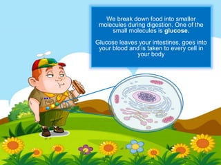 We break down food into smaller
molecules during digestion. One of the
small molecules is glucose.
Glucose leaves your intestines, goes into
your blood and is taken to every cell in
your body
 