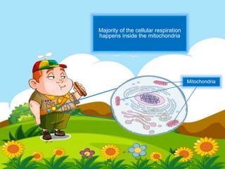 Majority of the cellular respiration
happens inside the mitochondria
Mitochondria
 