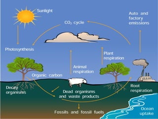 The Oxygen Cycle PowerPoint Presentation | PPT