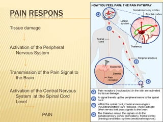 The pain system | PPTX