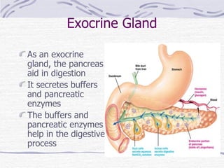 Exocrine Gland As an exocrine gland, the pancreas aid in digestion It secretes buffers and pancreatic enzymes The buffers and pancreatic enzymes help in the digestive process 