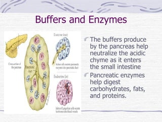 Buffers and Enzymes The buffers produce by the pancreas help neutralize the acidic chyme as it enters the small intestine Pancreatic enzymes help digest carbohydrates, fats, and proteins. 