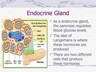 Endocrine Gland As a endocrine gland, the pancreas regulates blood glucose levels The islet of Langerhans is where these hormones are produced There are two different cells that produce these hormones 
