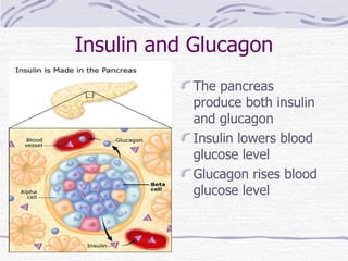 Insulin and Glucagon The pancreas produce both insulin and glucagon Insulin lowers blood glucose level Glucagon rises blood glucose level 