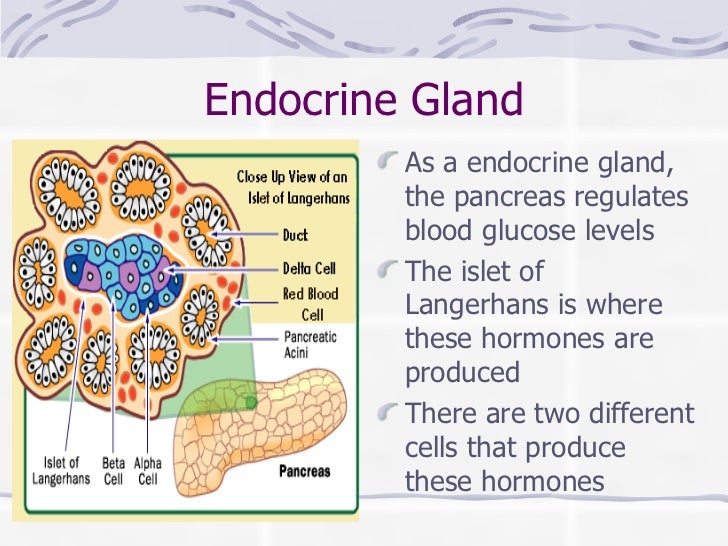 The pancreas