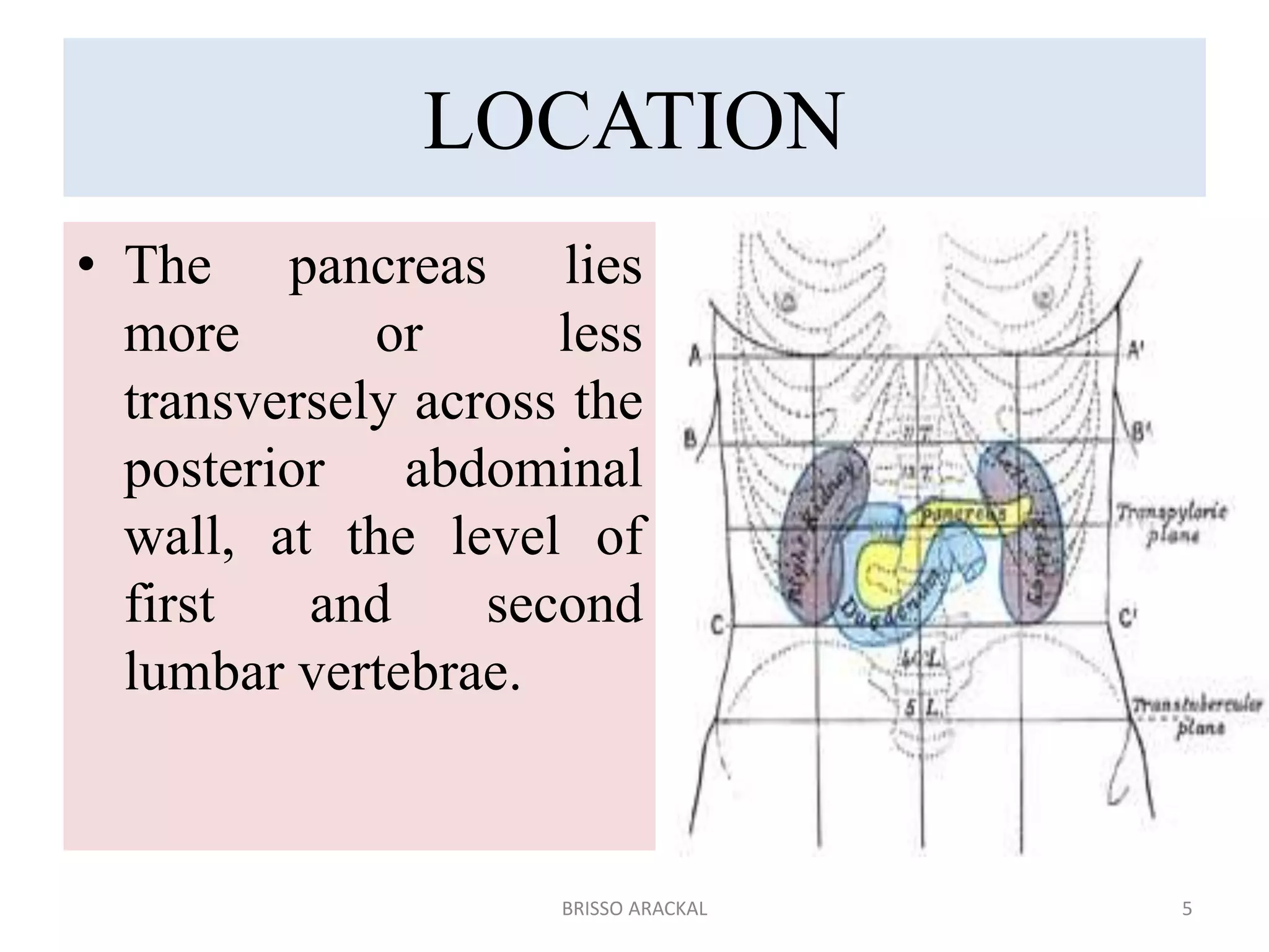 The pancreas | PPTX