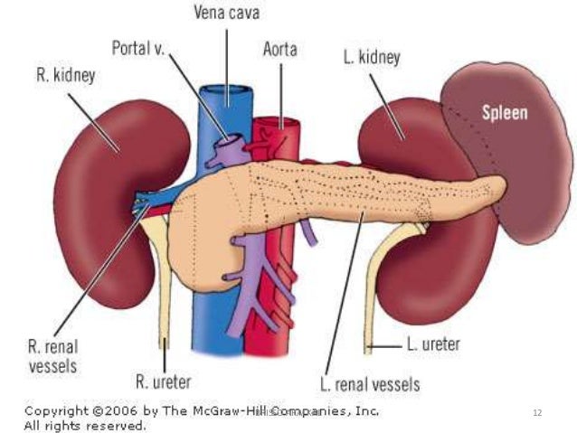 The pancreas