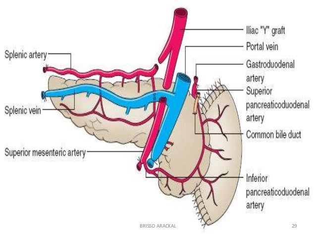 The pancreas