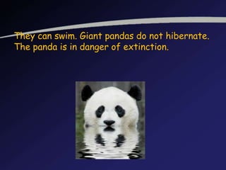 They can swim. Giant pandas do not hibernate.
The panda is in danger of extinction.
 
