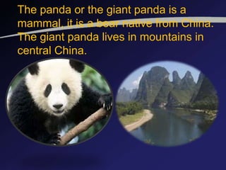 The panda or the giant panda is a
mammal, it is a bear native from China.
The giant panda lives in mountains in
central China.
 