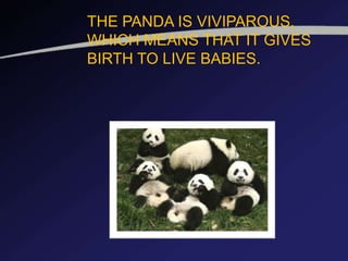 THE PANDA IS VIVIPAROUS,
WHICH MEANS THAT IT GIVES
BIRTH TO LIVE BABIES.
 