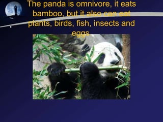 The panda is omnivore, it eats
bamboo, but it also can eat
plants, birds, fish, insects and
eggs.
•
 
