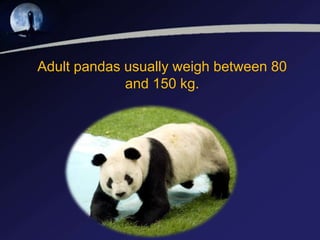 Adult pandas usually weigh between 80
and 150 kg.
 