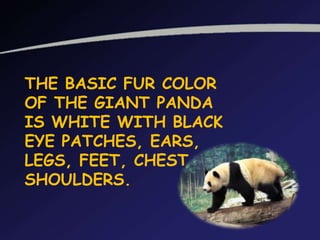 THE BASIC FUR COLOR
OF THE GIANT PANDA
IS WHITE WITH BLACK
EYE PATCHES, EARS,
LEGS, FEET, CHEST AND
SHOULDERS.
 